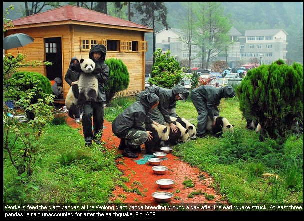 imagenes ositos panda