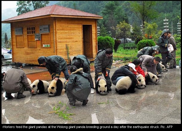fotos osos pandas imagenes
