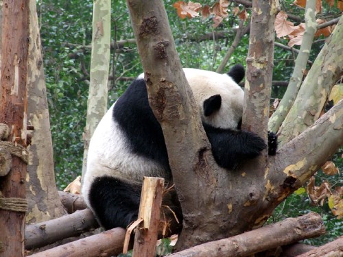 fotos osos pandas escondido imagenes imajenes