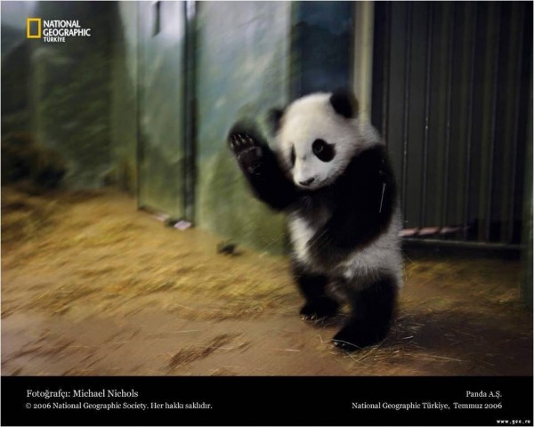 Imágen osito panda